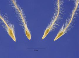   Fruits:   Fallugia paradoxa ; Photo by S. Hurst, USDA-NRCS Plants Database
